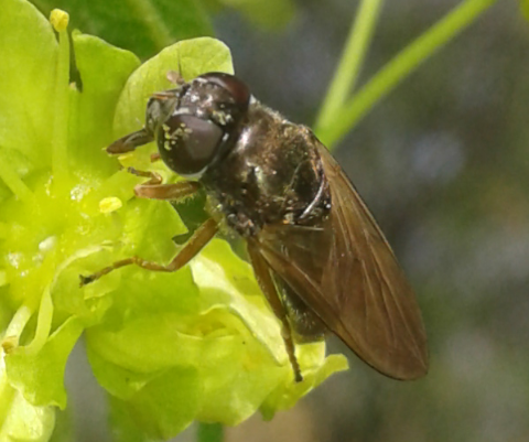 Syrphidae : Cheilosia sp. 1?